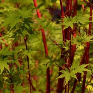 Acer palmatum Sango Kaku maple – Red Bark Maple – Maple get a quote