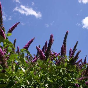 Buddleia d. ‘Black Night’ – Butterfly bush – get a quote