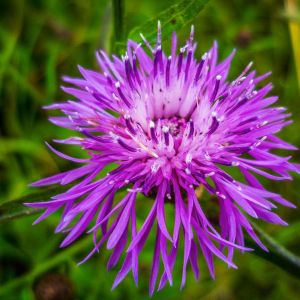 Centaurea hypoleuca – Hardheads – Knapweed – Cornflower – get a quote