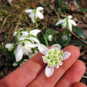 Galanthus nivalis ‘Flore Pleno’ – Common Snowdrop – Snowdrop – get a quote