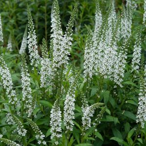 Lysimachia ephemerum – Loosestrife – get a quote