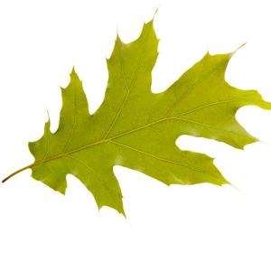 Quercus velutina – Black Oak – Yellow Oak – Yellow Bark Oak – Oak – get a quote