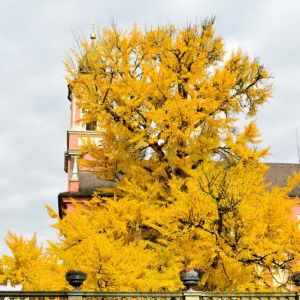 Ginkgo b. ‘Autumn Gold’ get a quote