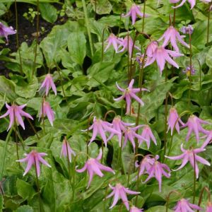 Erythronium revolutum – Western Trout Lily – Pink Trout Lily – Dog’s-tooth Violet – Trout Lily – Fawn Lily – get a quote