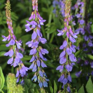 Galega orientalis – Goat’s Rue – get a quote