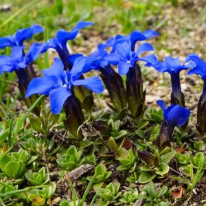 Gentiana verna – Spring Gentian – Star Gentian – Gentian – get a quote