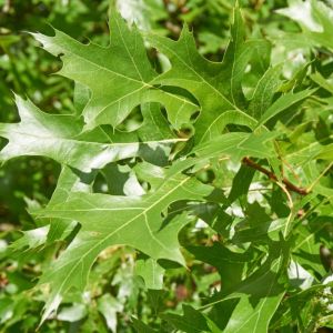 Quercus coccinea – Scarlet Oak – Oak – get a quote