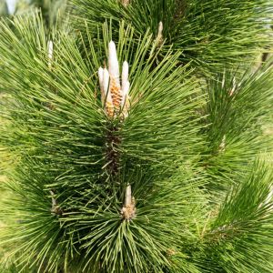 Pinus thunbergii – Pinus thunbergiana – Japanese Black Pine – Pine – get a quote