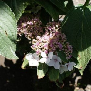 Hydrangea m. ‘Mariesii’ get a quote