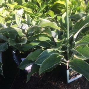 Hosta ‘Regal Splendor’ – Plantain Lily ‘Regal Splendor’ get a quote