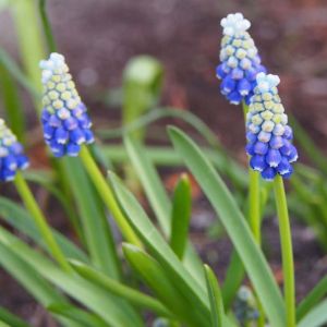 Muscari auch. ‘Mount Hood’ – Muscarimia – Grape Hyacinth – bulb get a quote