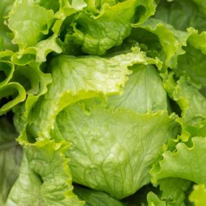 Lettuce – Iceberg Lettuce get a quote