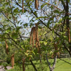 Betula Lenta – Cherry Birch – Sweet Birch – Black Birch – Birch – get a quote