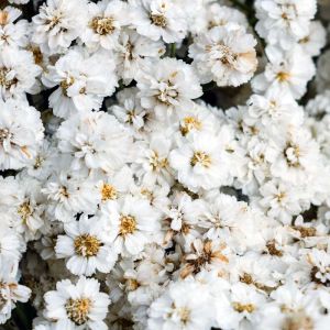 Achillea ptarmica ‘The Pearl’ ‘ ‘Sneezewort’ – Yarrow get a quote
