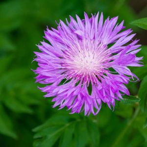 Centaurea dealbata ‘Steenbergii’ – Persian Cornflower – Hardheads – Knapweed – Cornflower – get a quote