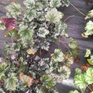 Heuchera frosted violet get a quote