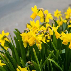 Narcissus ‘Carlton’ – Daffodil ‘Carlton’ get a quote