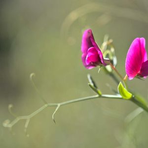 Lathyrus tingitanus get a quote