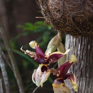 Stanhopea – Upside-down Orchid – get a quote