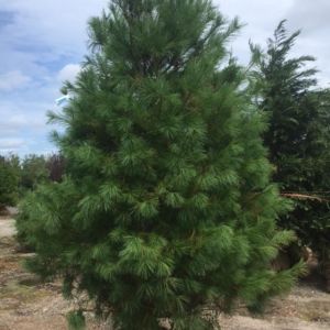 Pinus strobus – Eastern White Pine – Weymouth Pine – White Pine – Pine – get a quote