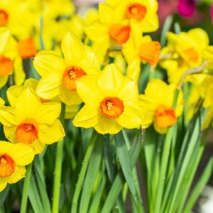 Narcissus ‘Monal’ – Daffodil ‘Monal’ get a quote