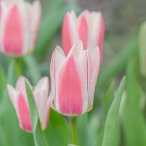 Tulipa ‘Ancilla’ – Tulip ‘Ancilla’ – Bulbs get a quote