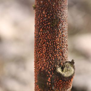 Coral Spot – Nectria cinnabarina get a quote