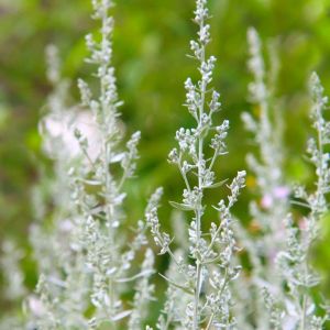 Artemisia ludoviciana ‘Silver Queen’ – Artemisia palmeri ‘Silver Queen’ – Artemisia purshiana ‘Silver Queen’ – Western Mugwort – White Sage – Mugwort – Sagebrush – Wormwood get a quote