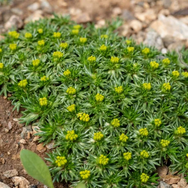 Azorella trifurcata ‘ Azorella nivalis ‘ get a quote