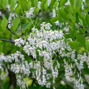 Cladrastis lutea – Cladrastis kentukea – American Yellowwood- Yellowwood – get a quote