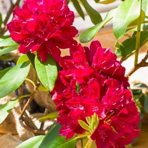 Rhododendron ‘Henry’s Red’ – Azaleas – get a quote