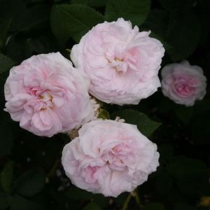 Rosa ‘Felicite Parmentier’ – Rose ‘Felicite Parmentier’ get a quote