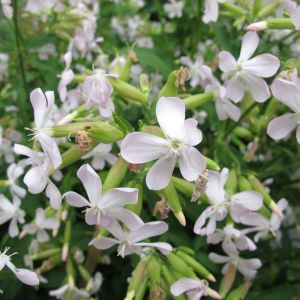 Saponaria officinalis – Bouncing Bet – Soapwort – get a quote