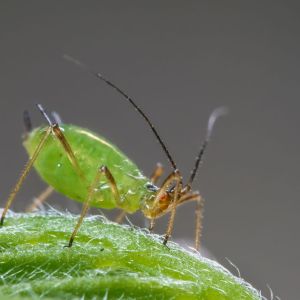 Green Peach Aphid – Myzus pericae get a quote