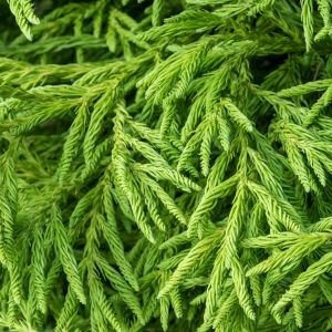 Cryptomeria japonica ‘Spiralis’ – Cryptomeria japonica ‘Yore-sugi’ – Japanese Cedar – Sugi – get a quote