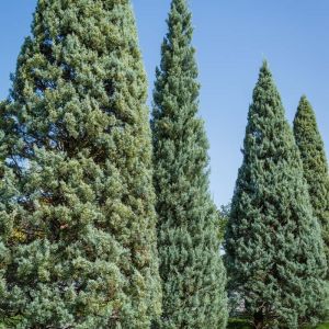 Cupressus arizonica – Arizona Cypress – Rough-barked Arizona Cypress – Cypress – get a quote