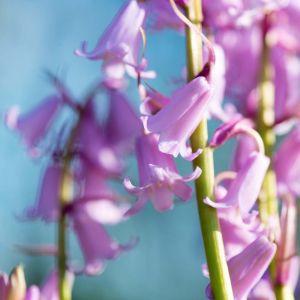 Hyacinthoides h. ‘Queen of Pinks’ – Endymion – Bluebell – bulb get a quote