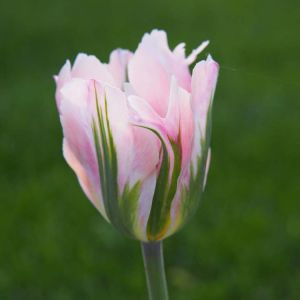 Tulipa ‘China Town’ – Tulip ‘China Town’ get a quote