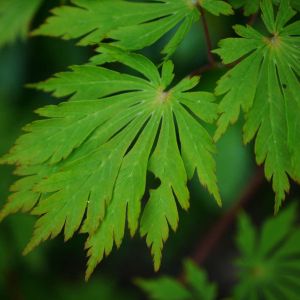 Acer japonicum – Full-Moon Maple – Maple get a quote