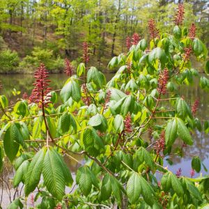 Aesculus pavia – Red Buckeye – get a quote