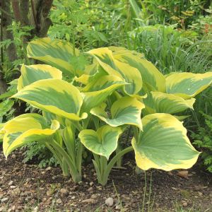 Hosta ‘Liberty’  – Plantain Lily ‘Liberty’ get a quote