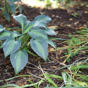 Hosta ‘Touch of Class’ – Plantain Lily ‘Touch of Class’ get a quote