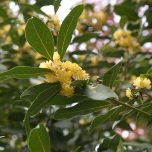 Laurus azorica – Laurus canariensis – Canary Laurel -Azores Bay – Canary Island Bay – Laurel – get a quote