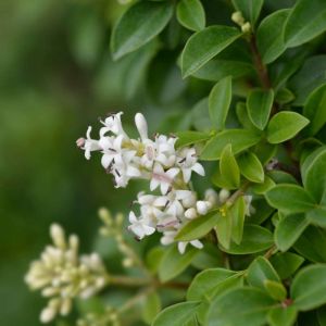 Ligustrum delavayanum – Privet – get a quote