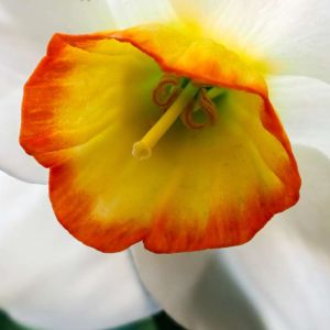 Narcissus poeticus – Poet’s narcissus – Daffodil poeticus get a quote