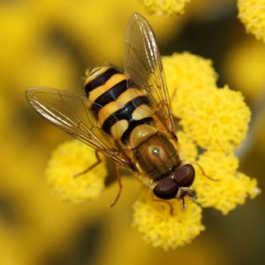 Syrphid Flies – Flower Flies – Hover Flies – Syrphidae get a quote