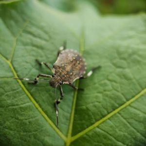 Spined Soldier Bug – Pentatomidae family get a quote