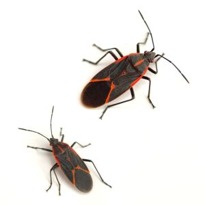 Boxelder Bug – Boisea trivittata get a quote