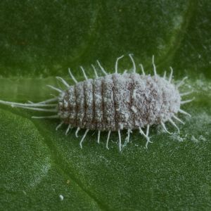 Longtailed Mealybugs – Pseudoccus longispinus get a quote