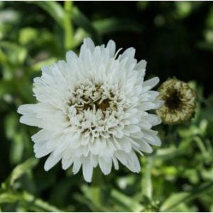 Leucanthemum ‘Summer Snowball’ – Chrysanthemum maximum of gardens – Chrysanthemum x superbum – Shasta Daisy – get a quote